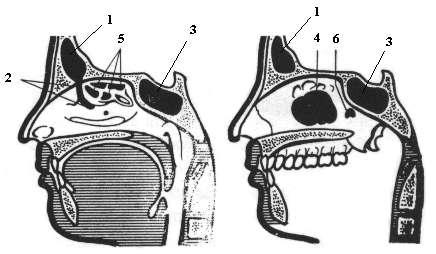 Nebenhhlen im menschlichen Schdel